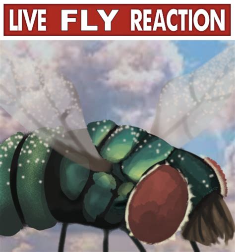 Live Fly Reaction Blank Template Imgflip