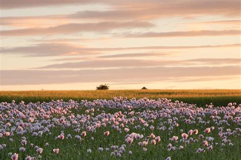 Fields Craig Denford Photography Flower Field Poppy Field