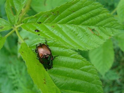 What Is A June Bug And Japanese Beetle Hunker