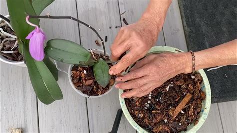 Dividing Orchid Into 2 Pots Youtube