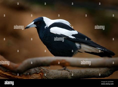 Australian Magpie Gymnorhina Tibicen Black And White Bird From