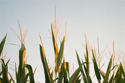 You Will Lose Access To Pornhub Kentucky And Indiana Face A Porn Countdown