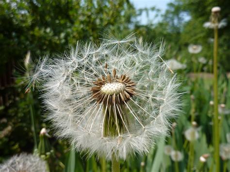 Dandelions Flower Summer · Free Photo On Pixabay