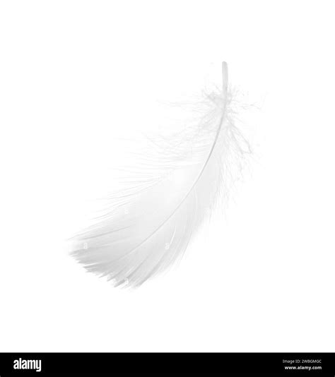 Beautiful Fluffy Bird Feather Isolated On White Stock Photo Alamy