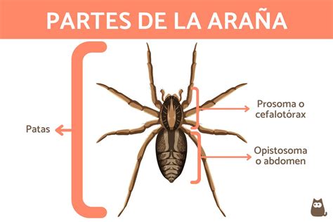 Partes De La Arana Resumen Y Esquema Otosection