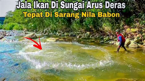 Jala Ikan Di Sungai Arus Deras Tepat Di Sarang Ikan Nila Babon Best