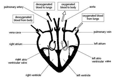 Heart Diagram Labeled Gcse