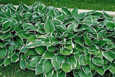 Hosta Francee Plantain Lily Eberts Greenhouse