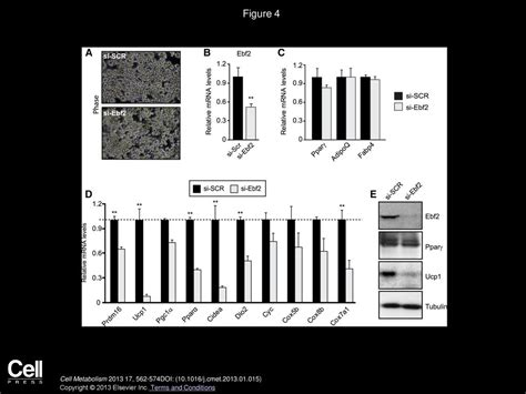 Ebf2 Determines And Maintains Brown Adipocyte Identity Ppt Download