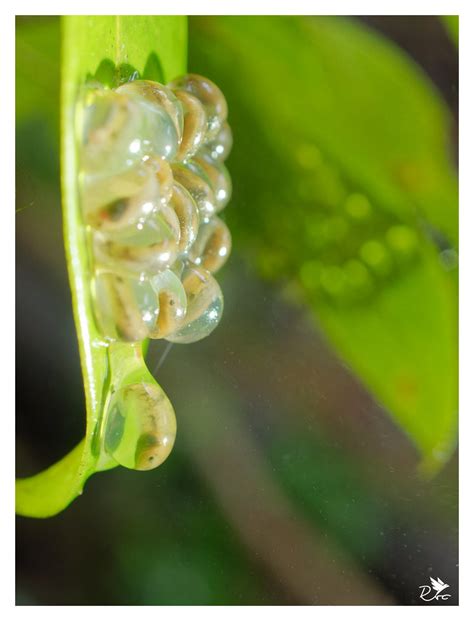 Nyctibatrachus Petraeus Eggs Rahul Chavan Flickr