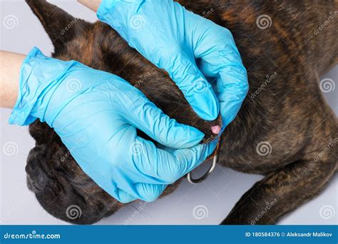 Papilloma On The Dog`s Ear Examination Of Neoplasms In Animals In A