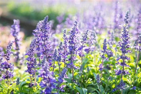 Lavender Why It Works To Repel Mosquitoes And How To Use It Pest Pointers