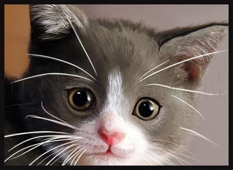How To Draw A Realistic Cat Draw Real Cat Step By Step Drawing Guide