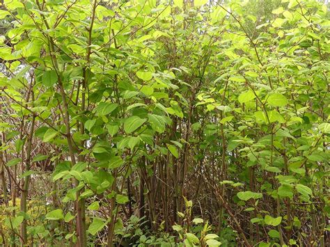 Knot The End Of The World An Agents Guide To Japanese Knotweed