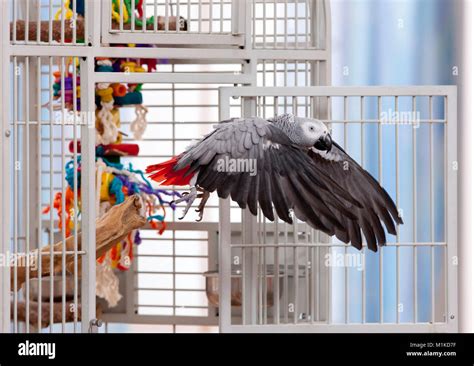 Bird Flying Out Of Cage Hi Res Stock Photography And Images Alamy