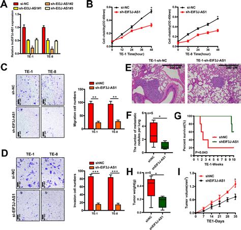 Effects Of Eif3j As1 Knockdown On Eca Cells Growth And Metastasis A