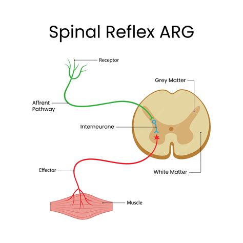 Premium Vector Spinal Reflex Arc Anatomical Vector