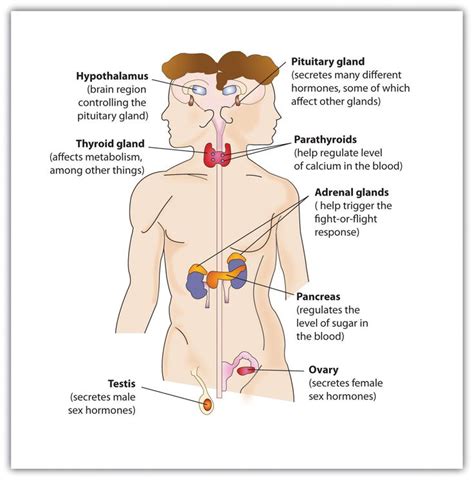 The Anatomy Of The Human Body And Its Major Organs Including The Lungs Stomachs