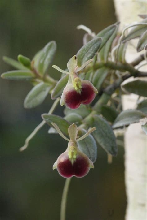 Epidendrum Porpax Peperomia Gardino Nursery
