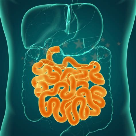 All about the small intestine | MooMooMath and Science