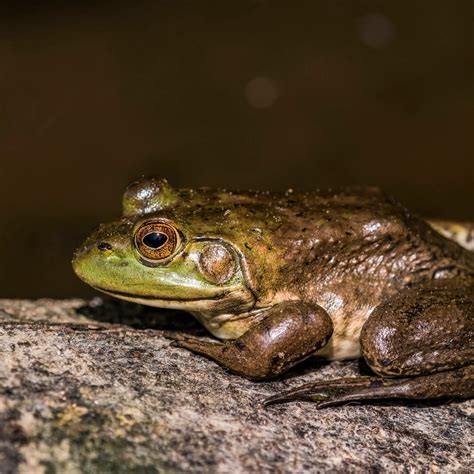 Jagd Auf Den Ochsenfrosch Invasive Art Bedroht Artenvielfalt Swr Wissen