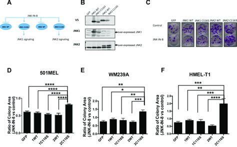 Jnk2 Activity Promotes Long Term Cell Proliferation A Schematic Of