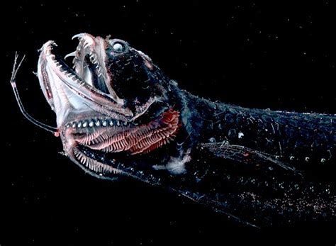 Deep Sea Dragonfish - Fishes World - HD Images & Free Photos