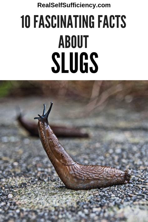 Fascinating Facts About Slugs Slugs In Garden Slugs Fun Facts