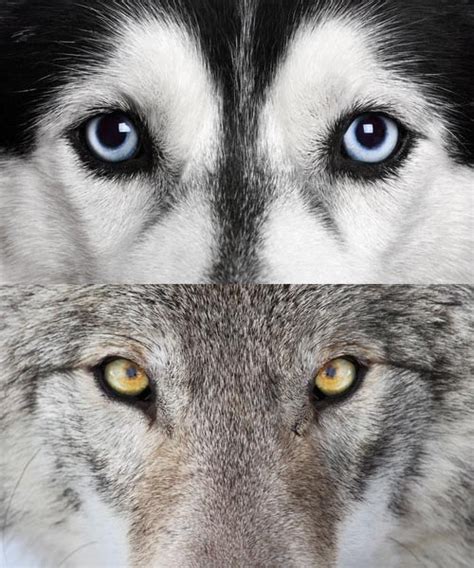 Dogs and Wolves: 10 Key Differences That Separates These Species