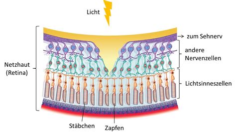 Visusvital Die Netzhaut Des Auges