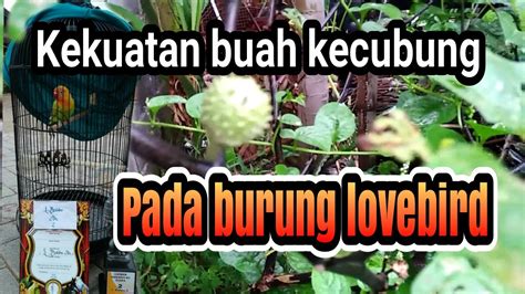 Burung Lovebird Konslet Dengan Buah Kecubung Youtube