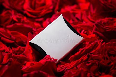 Gift White Box with Black Edges Lies in Red Roses. Stock Image - Image ...