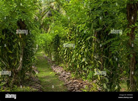 Vanilla Plantation Hi Res Stock Photography And Images Alamy