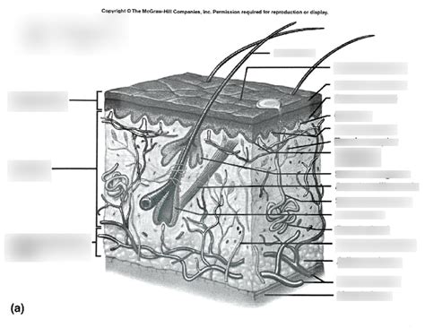 Integumentary System Diagram Quizlet