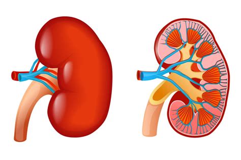 Digestive System Digestive System HBS Kidney 3 4 2 HBS Unit 3