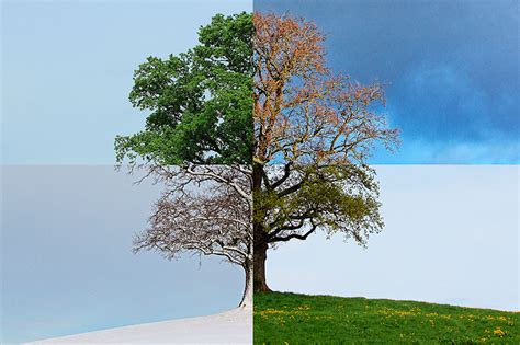 Quadro Alberi Alberi Quattro Stagioni TenStickers