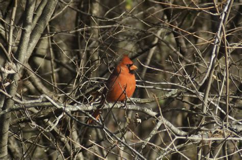 Cardinal Oiseau Des Arbres Photo Gratuite Sur Pixabay Pixabay