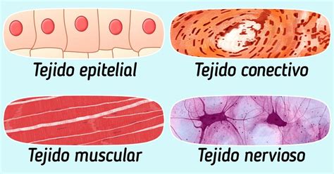 Qué Tipos De Tejidos Existen En El Cuerpo Humano Ideas En 5 Minutos