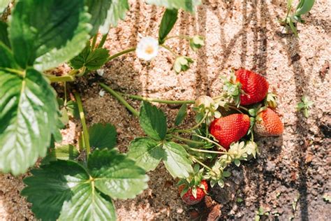 Las Fresas Rojas Maduras Org Nicas Frescas Crecen En Un Arbusto En El