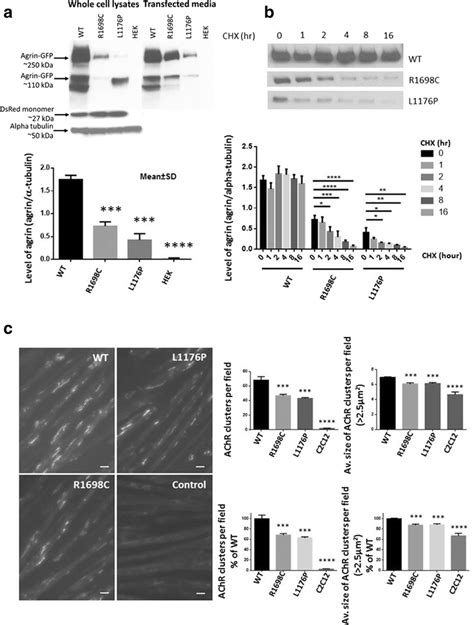 A Western Blot Analysis In Whole Cell Lysates And Media Of HEK293 Cells