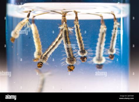 Asian Tiger Mosquito Larvae In Water Alive Aedes Albopictus Exotic