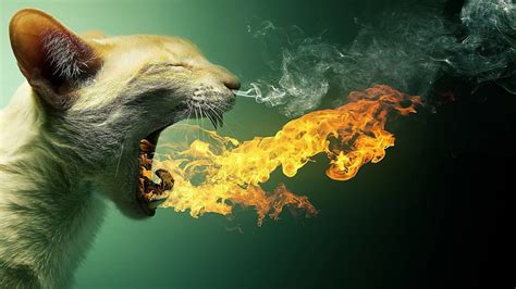 HD wallpaper: cat fire smoke animals photo manipulation, animal themes ...