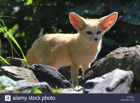 Fennek Fuchs Fennecus Zerda Stockfotos Und Bilder Kaufen Alamy