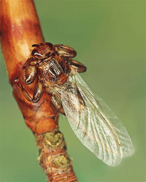 Female Of Lipoptena Cervi Linnaeus 1758 From Cerová Vrchovina Pla J