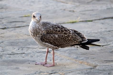 Seagull Bird Animal Free Photo On Pixabay