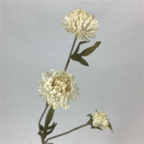 Chrysanthemum Spray Cream Village Green