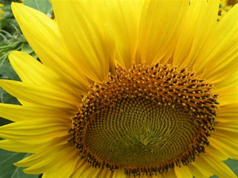 The Sunflower - Kansas state flower | Kansas state flower, State of ...