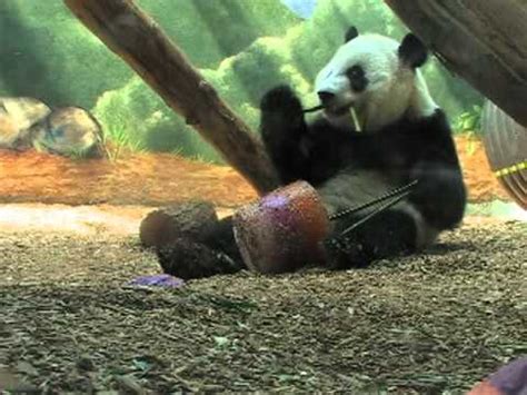 Giant Panda - Zoo Atlanta