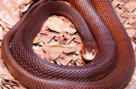 Inland Taipan Bite Symptoms