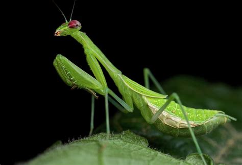 Praying Mantis Photograph By Paul Bertner Fine Art America